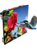 A6T.png